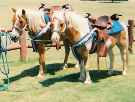Pony Ride Rentals